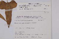 異葉馬兜鈴藏品圖，第2張