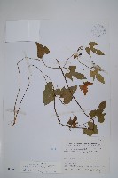 異葉馬兜鈴藏品圖，第1張