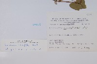 異葉馬兜鈴藏品圖，第2張