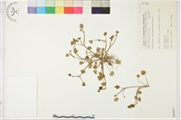 掌葉毛茛藏品圖，第1張