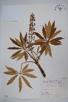 臺灣鵝掌柴藏品圖，第1張