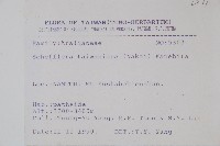 臺灣鵝掌柴藏品圖，第2張