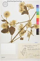 銹毛鐵線蓮藏品圖，第1張