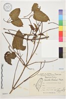 田代氏鐵線蓮藏品圖，第1張