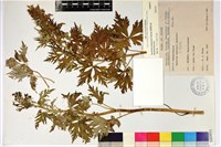 臺灣烏頭藏品圖，第1張