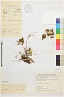 蕨葉人字果藏品圖，第1張