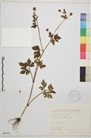 辣子草、揚子毛茛藏品圖，第1張