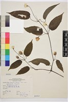 薄單葉鐵線蓮藏品圖，第1張