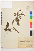 水辣菜、禺毛茛藏品圖，第1張