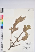 南燭藏品圖，第1張