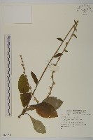 登錄號:S080984藏品圖，第1張