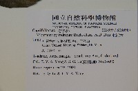 水紅木藏品圖，第2張