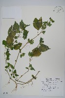 三花槍刀菜藏品圖，第1張