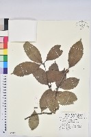 滇青岡藏品圖，第1張