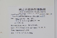 爵床、六角英藏品圖，第2張