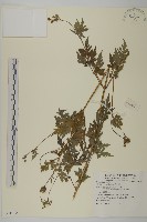 白花鬼針藏品圖，第1張