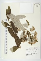 羊耳菊藏品圖，第1張