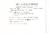 羊耳菊藏品圖，第2張