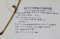 土牛膝藏品圖，第2張