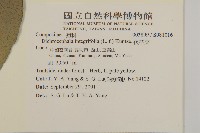 茯苓菜藏品圖，第2張