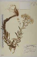 登錄號:S081024藏品圖，第1張