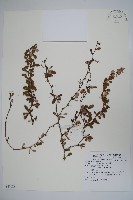 金花小蘗藏品圖，第1張