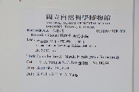 金花小蘗藏品圖，第2張