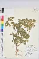 荸艾類大戟藏品圖，第1張