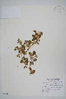 刺花蓮子草藏品圖，第1張