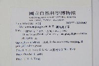 刺花蓮子草藏品圖，第2張