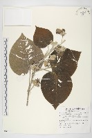 頭花銀背藤藏品圖，第1張