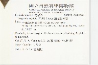 頭花銀背藤藏品圖，第2張