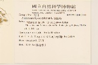 銀膠菊藏品圖，第2張