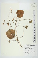 裂葉牽牛藏品圖，第1張