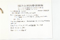 裂葉牽牛藏品圖，第2張