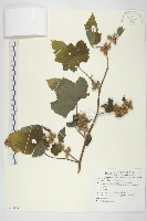 蒼耳藏品圖，第1張