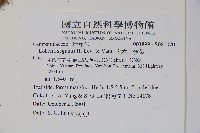 大本山梗菜藏品圖，第2張