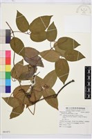 小木通藏品圖，第1張