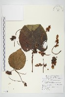 菟絲子藏品圖，第1張