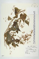 飛蛾藤藏品圖，第1張