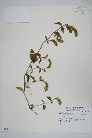 登錄號:S081079藏品圖，第1張