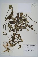 登錄號:S081080藏品圖，第1張