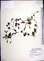 倒地蜈蚣藏品圖，第1張