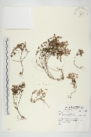 登錄號:S081082藏品圖，第1張