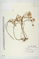 登錄號:S081083藏品圖，第1張