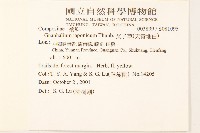 父子草、天青地白藏品圖，第2張