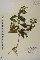 天名精藏品圖，第1張