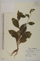 煙管草藏品圖，第1張