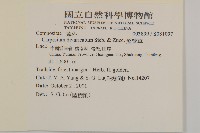 煙管草藏品圖，第2張