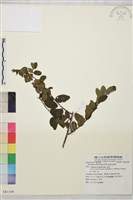 多花勾兒茶, 多花黃鱔藤藏品圖，第1張